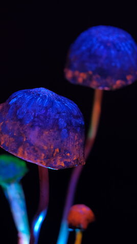 Leuchtende Pilz Skulptur im UV-Licht