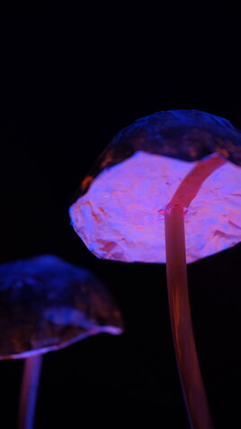 Leuchtende Pilz Skulptur im UV-Licht