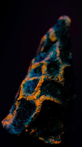 Leuchtende Morchel, Pilz Skulptur im UV-Licht