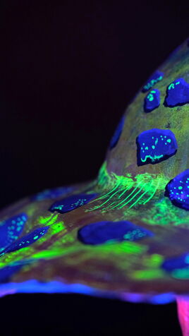 Leuchtende Fliegenpilz Skulptur mit LED Beleuchtung unter dem Hut. Der Pilz ist gelb mit blauen Flecken.