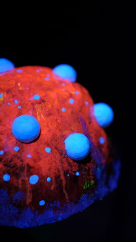Leuchtende Fliegenpilz Skulptur im UV-Licht