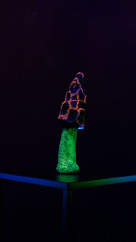 Leuchtende Pilz Skulptur im UV-Licht