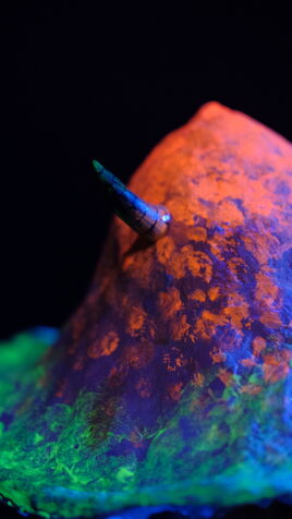 Leuchtende Pilz Skulptur mit Teufels-Hörnchen im UV-Licht